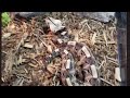 My Gaboon Viper's First Mouse