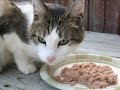 Very Funny Cats Very Funny Cats