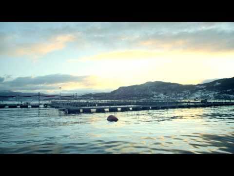 how to harvest fish oil