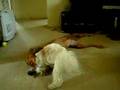 Bichón Habanero video