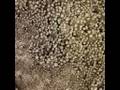 Opportunity Microscopic Imager in True Colors Lunar Explorer