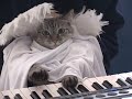 Cute Angel Keyboard Kitty Cat Video