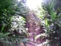 Trilha Rio Das Pedras - Cabana Kaio