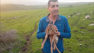 غزال  رائع في حمى لوبية قرية لوبية الجليل الأسفل الشرقي غزال  رائع في حمى لوبية قرية لوبية الجليل الأسفل الشرقي