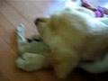 Babe chewing frozen cloth