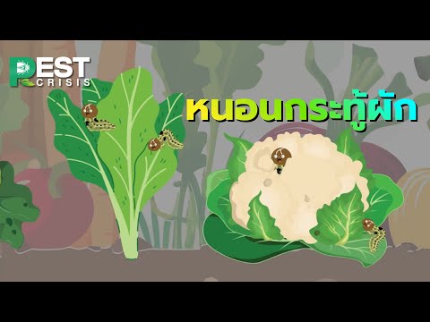 หนอนกระทู้ผัก