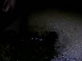 Snow Salamanders 2