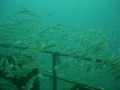 Oman Video