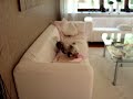 Crazy Chineese crested dog