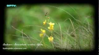 ดอกฟ้า ในป่าใหญ่ ตอนเอื้องดินลาว