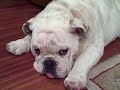 Herschel the snoring bulldog puppy!