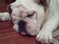 Herschel the snoring bulldog puppy!