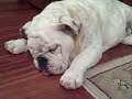 Herschel the snoring bulldog puppy!