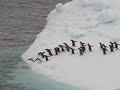 Penguins jump off an iceberg