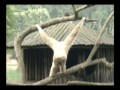 Passeio Animal - Gibão