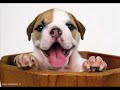 cani & cuccioli