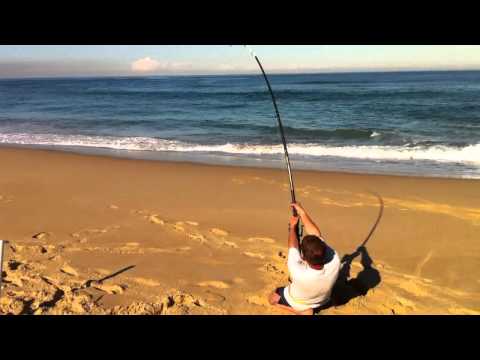 stockton beach shark fishing