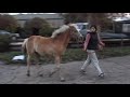 wandelen met sunny