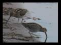 Snipe Hunt - a music video featuring Wilson's Snipe and VO5