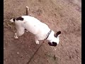 Honden kunnen wel praten =D !