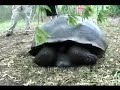 Galapagos Islands, Santa Cruz, Giant tortoise charging at us
