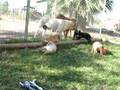 Sundancer Labrador Puppies