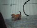 Maruko Holland Lop baby bunny - Happy in her playpen!
