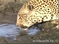 Leopard Mafufunyane Drinking