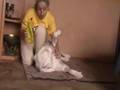 Dogo Argentino video
