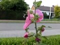 tuinhommel bij Alcea tuinhommel bij Alcea