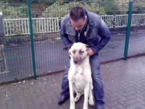 100 kangal