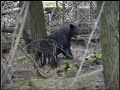 Cades Cove Wildlife