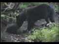 Cades Cove Wildlife