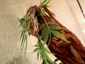 videos de Homopholis Fasciata