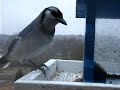 Blue Jay at the Feeder - Loud Screech