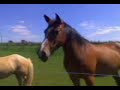 Whoopy et marquis au galop
