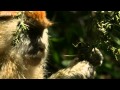 The Gecko, the Monkey, the Ant and the Giraffe - Secrets of our Living Planet - Episode 2 - BBC Two