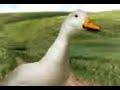 Stupid Duck Stupid Duck