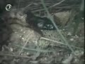 Python kills Salt Water Crocodile. Python wins.