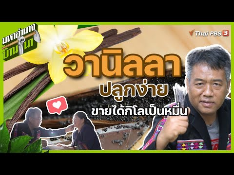 วานิลลา ปลูกง่าย ขายได้กิโลเป็นหมื่น : มหาอำนาจบ้านนา
