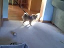 Puppy Barking at a Conch Shell