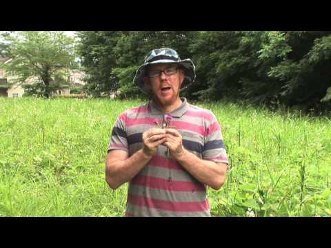 Naturalist Kevin Short on Plants, Ethnobotany & 日本の文化 Part 2 Naturalist Kevin Short on Plants, Ethnobotany & 日本の文化 Part 2