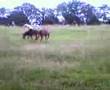 Riding a donkey