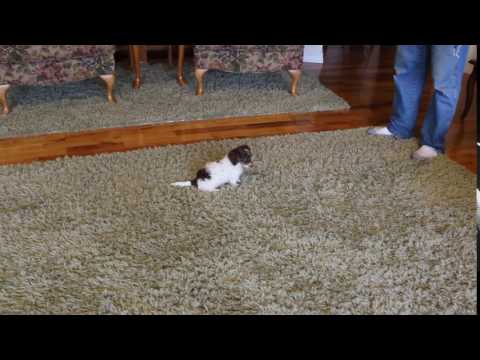 Tootsie is just too cute for words!