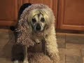 Dogs, Hats and Wigs. Dogs, Hats and Wigs.