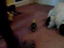 Evil bird attack!