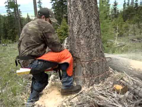 how to jack a tree