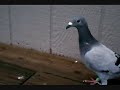 http://www.pigeoncenter.org pigeon racing at its best presented by the world of wings pigeon center. the sport of pigeon racing celebrates the wow national truck race and the future of pigeon racing.