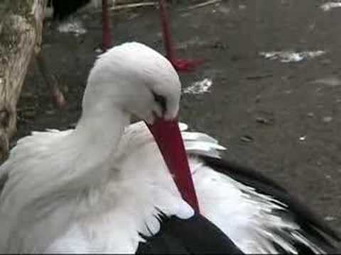 Image de prévisualisation YouTube