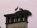 Les cigognes sont de retour